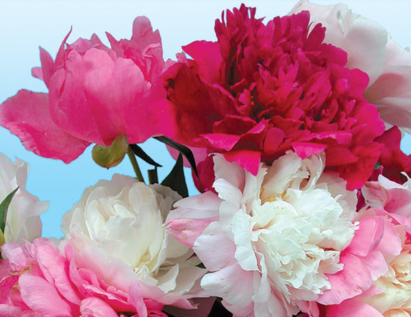 Paeonia, Herbaceous Peony Cutting Collection