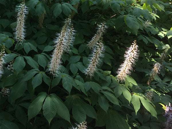 Aesculus parviflora, Bottlebrush Buckeye