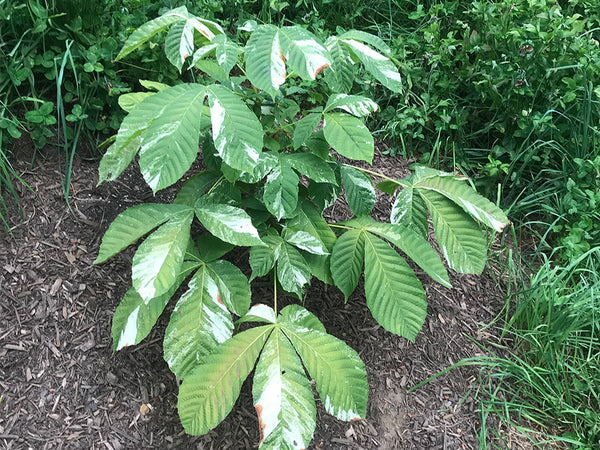 Aesculus turbinata 'Marble Chip' Variegated Japanese Horse Chestnut