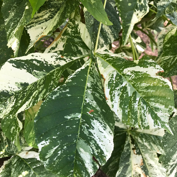 Aesculus turbinata 'Marble Chip' Variegated Japanese Horse Chestnut –  Cricket Hill Garden