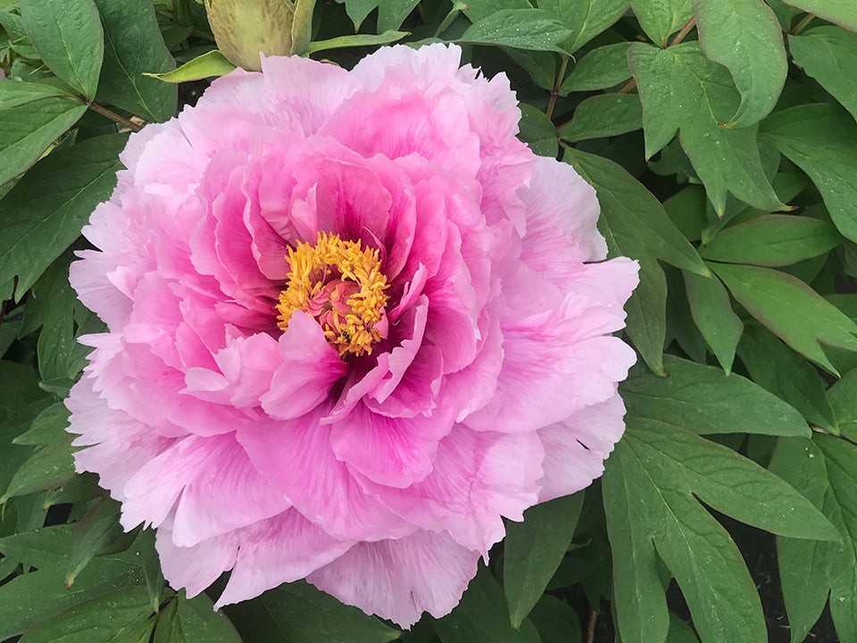 Paeonia suffruticosa, 'Akashi Bay' Japanese tree peony