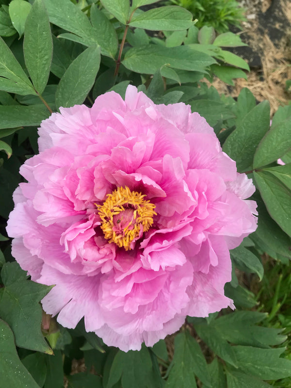 Paeonia suffruticosa, 'Akashi Bay' Japanese tree peony