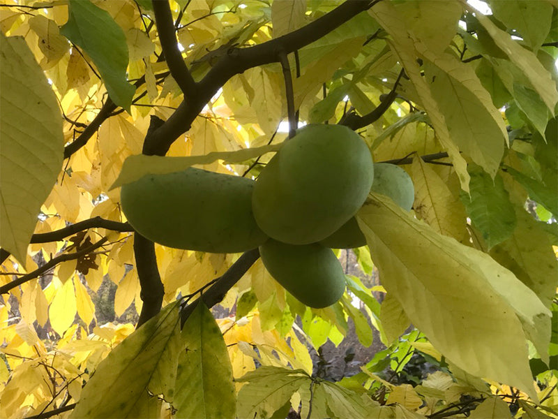 Asimina, Premium pawpaw seedling