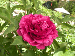 Paeonia suffruticosa, 'Black Dragon Holds a Splendid Flower' Chinese tree peony