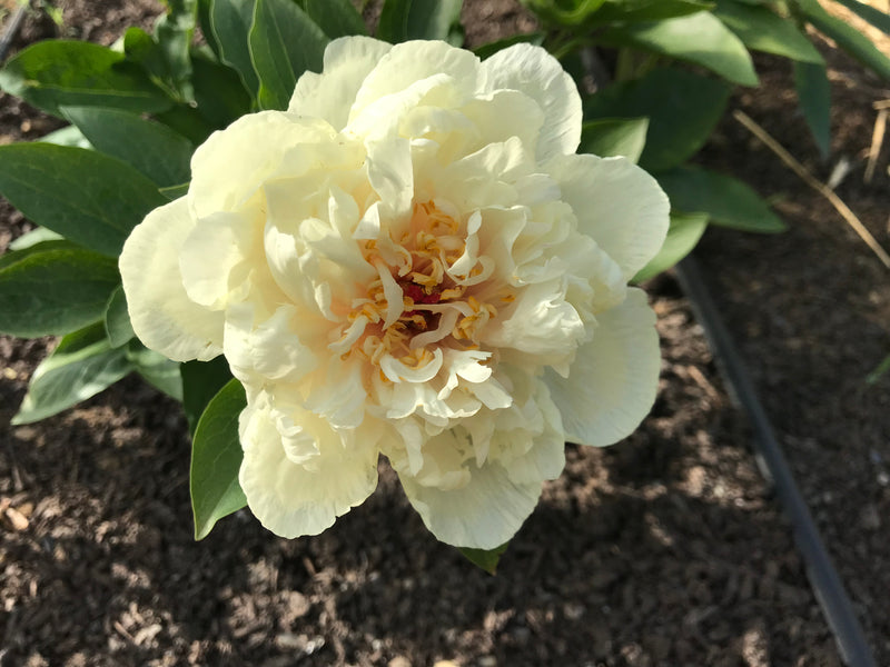 Paeonia, 'Blonde Vision' hybrid herbaceous peony