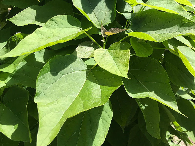 Catalpa bignonioides 'Nana' Dwarf Southern Catalpa