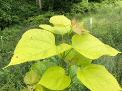 Catalpa bignonioides, 'Aurea' Southern Catalpa