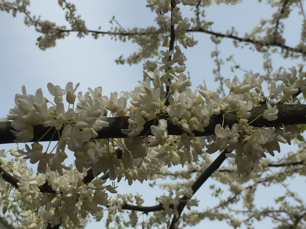 Cercis canadensis var. alba, White Eastern Redbud