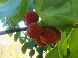 Cudrania, 'Norris' female Che Chinese Melonberry