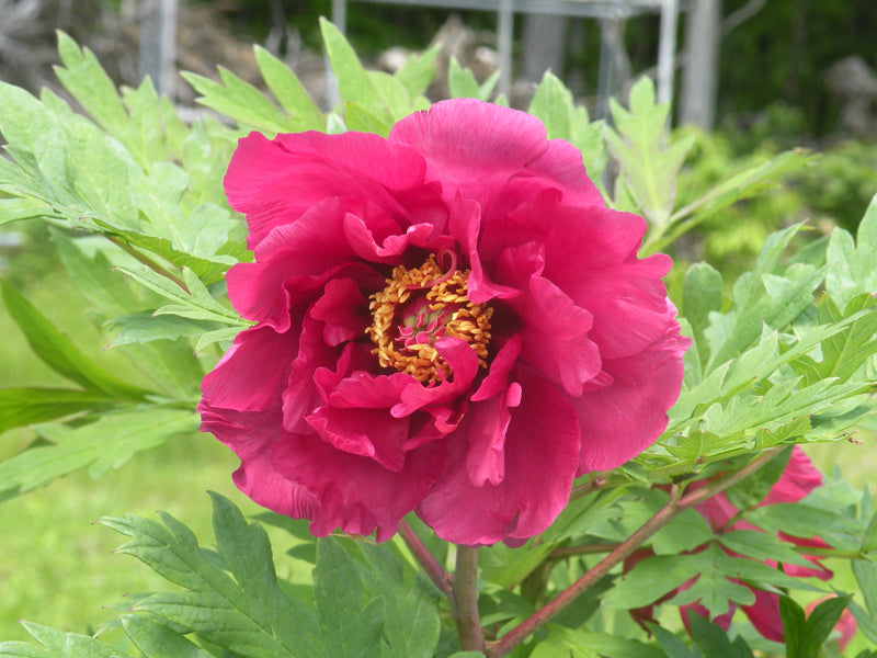 Paeonia, 'Chinese Dragon' hybrid tree peony 6 Year Old Plant
