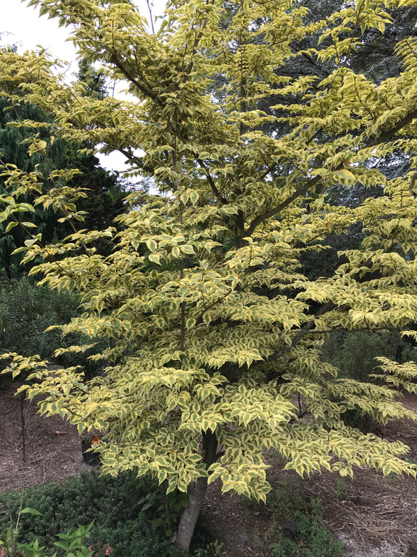 Cornus kousa, 'Morning Sunshine' variegated kousa dogwood