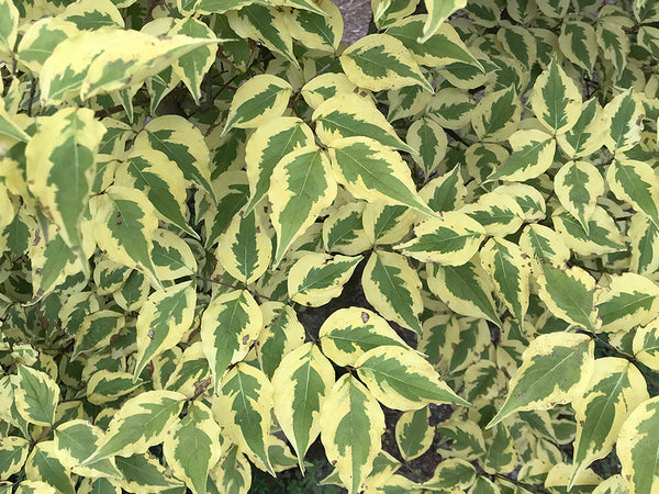 Cornus kousa, 'Morning Sunshine' variegated kousa dogwood