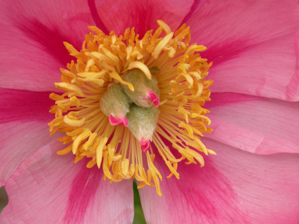 Firelight, hybrid herbaceous peony