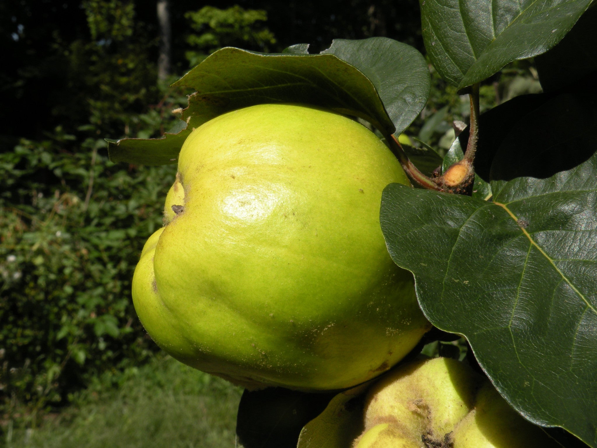 Cydonia oblonga, 'Bourgeault' Heirloom French Quince – Cricket Hill Garden