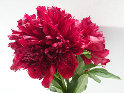 Paeonia, 'Red Charm' hybrid herbaceous peony