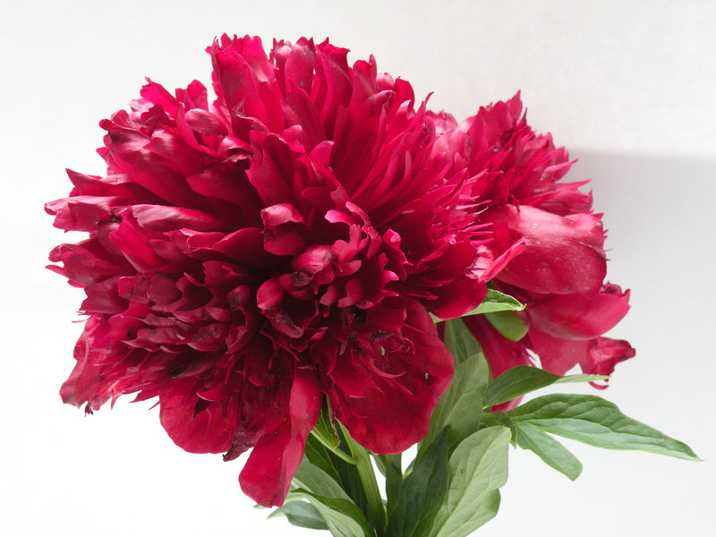 Paeonia, 'Red Charm' hybrid herbaceous peony