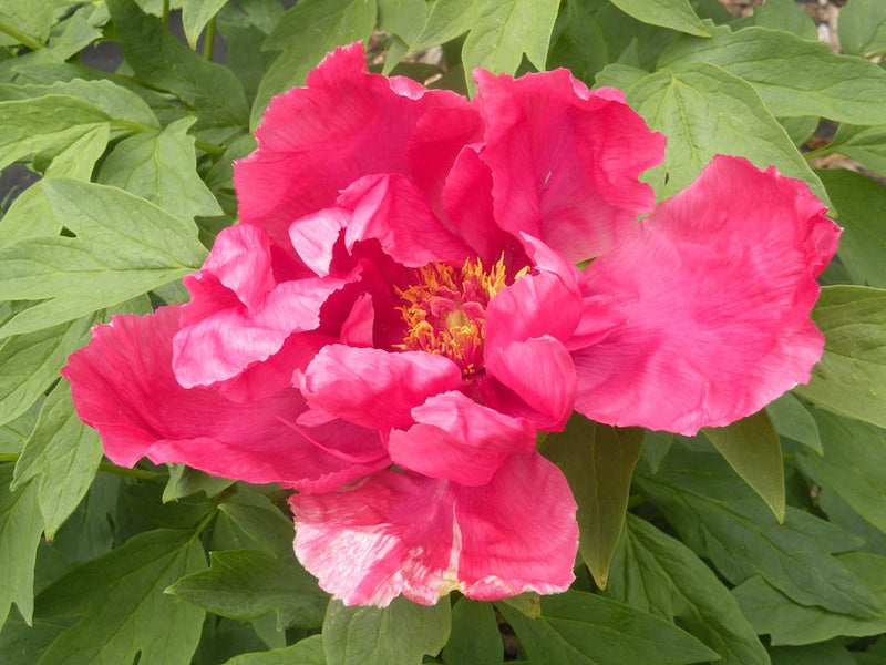 Paeonia suffruticosa, Surprise Red Japanese tree peony POTTED