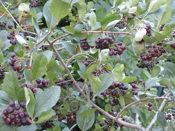 Aronia, Black Chokeberry seedling