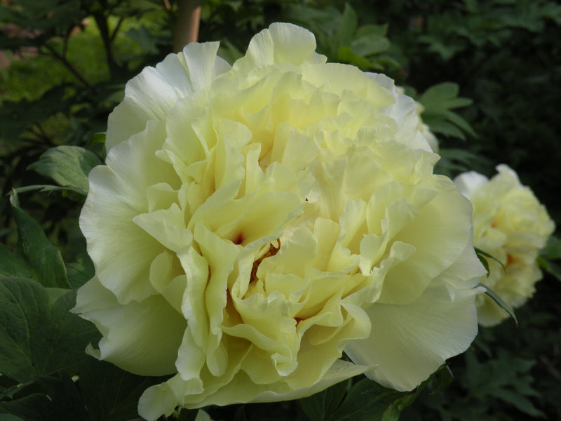 Paeonia suffruticosa, 'Golden Crown' Japanese tree peony