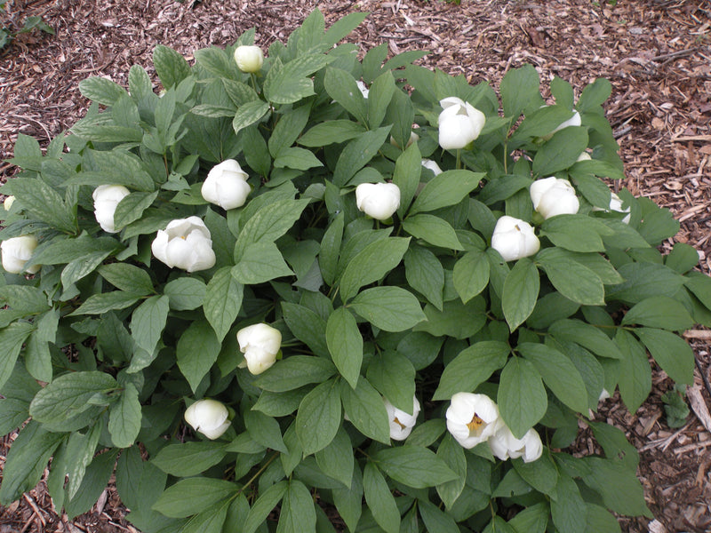 Paeonia japonica, Woodland Herbaceous Peony