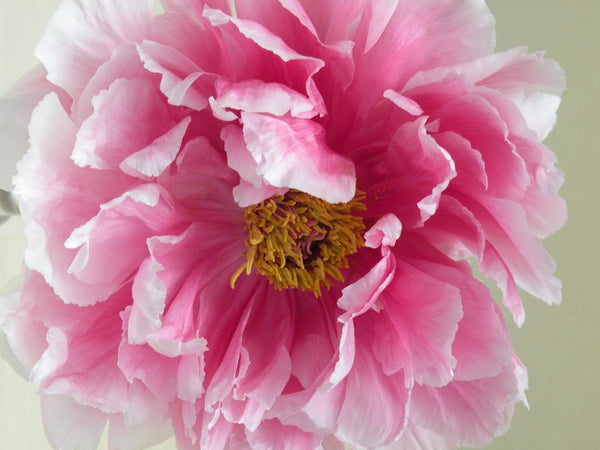 Paeonia suffruticosa, Surprise Pink Japanese tree peony POTTED