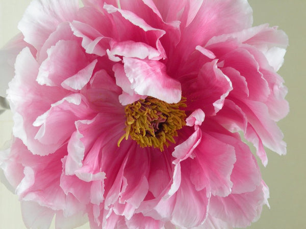 Paeonia suffruticosa, Pink Japanese tree peony POTTED