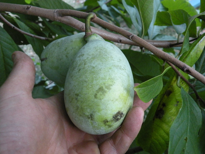 Asimina, 'IXL' pawpaw