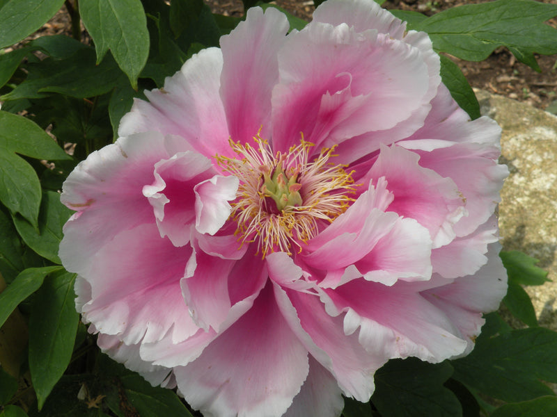 Paeonia suffruticosa, 'Shimane Wisteria' Japanese tree peony