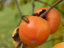 Diospyros, 'Mohler' American persimmon