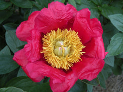 Paeonia, 'Great Lady' hybrid herbaceous peony