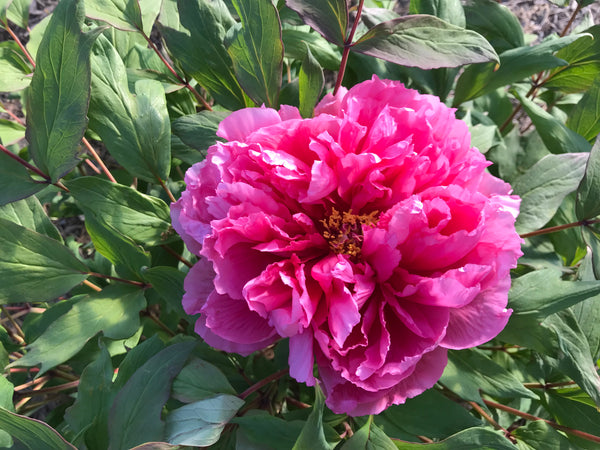 Paeonia suffruticosa, 'Dancing Kagura Lion' Japanese tree peony