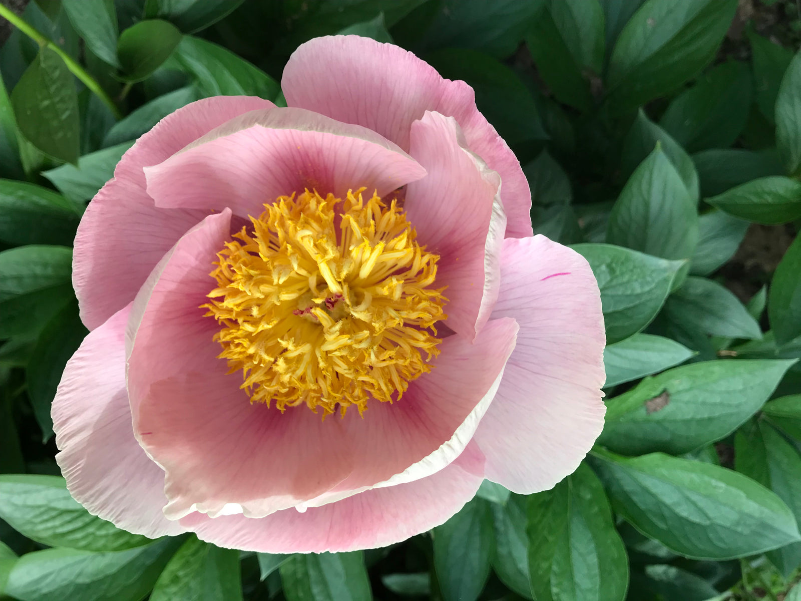 Paeonia, silver pink hybrid seedling – Cricket Hill Garden