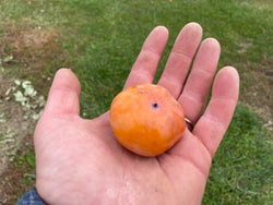 Diospyros, '100-46' American persimmon