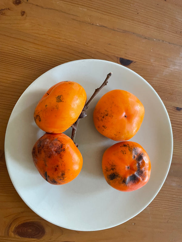 Diospyros virginiana x kaki, 'Mikkusu' hybrid persimmon