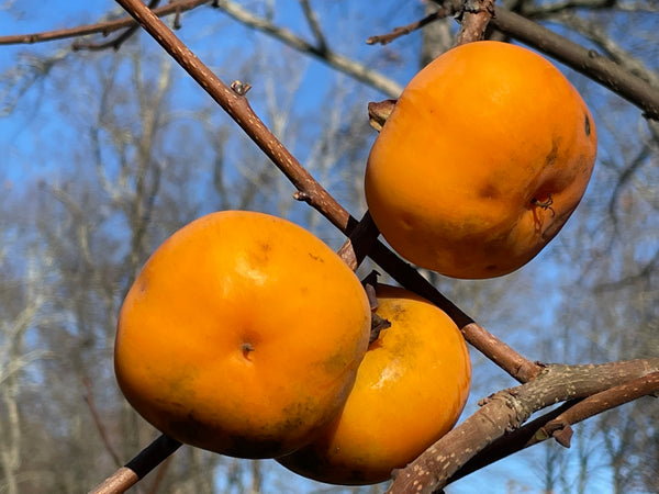 Diospyros virginiana x kaki, 'Mikkusu' hybrid persimmon