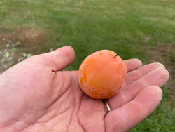 Diospyros, 'Prok' American persimmon