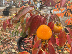 Diospyros, 'Steiermark' persimmon