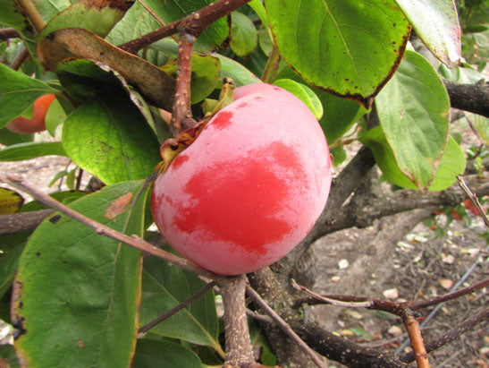 Diospyros, 'Izu' persimmon