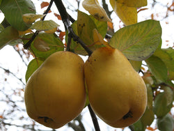 Cydonia oblobga, 'Ekmek' Turkish Quince