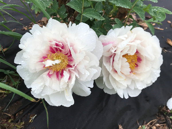 Paeonia rockii, Rosy Cheeks, Chinese rockii tree peony