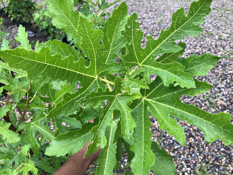 Ficus, Cut Leaf Fig from Beirut