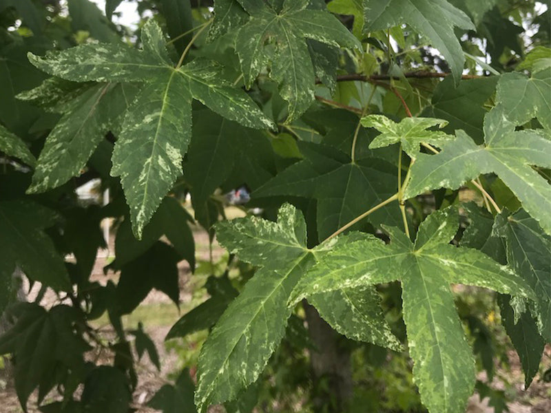 Liquidambar styraciflua 'Frosty' Variegated Sweetgum