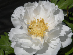 Paeonia, 'Garden Fairy' hybrid tree peony