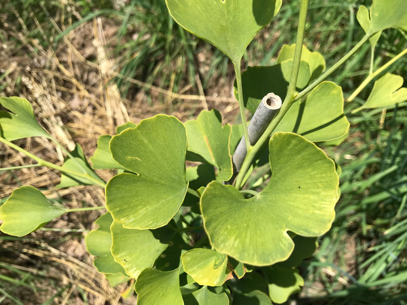 Ginkgo biloba, 'Beijing Gold' variegated Ginkgo