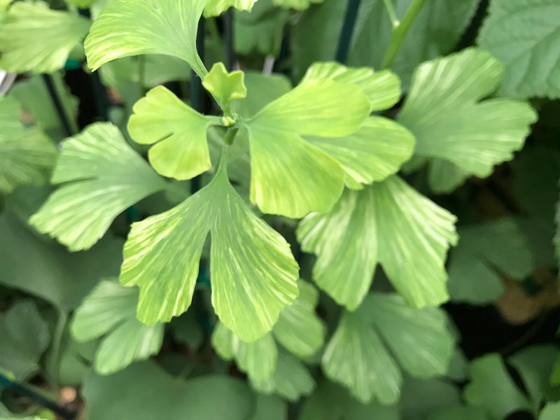 Ginkgo biloba, 'Beijing Gold' variegated Ginkgo