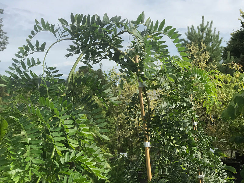 Gleditsia triacanthos, 'Emerald Kascade'  Honeylocust