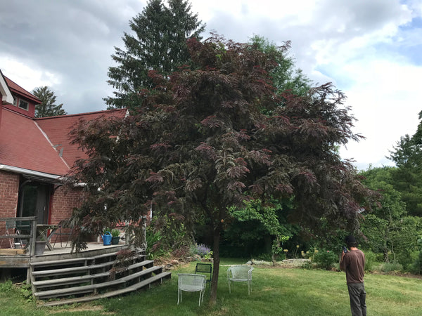 Gleditsia triacanthos, 'Ruby Lace' Honeylocust