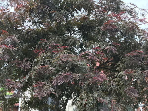 Gleditsia triacanthos, 'Ruby Lace' Honeylocust