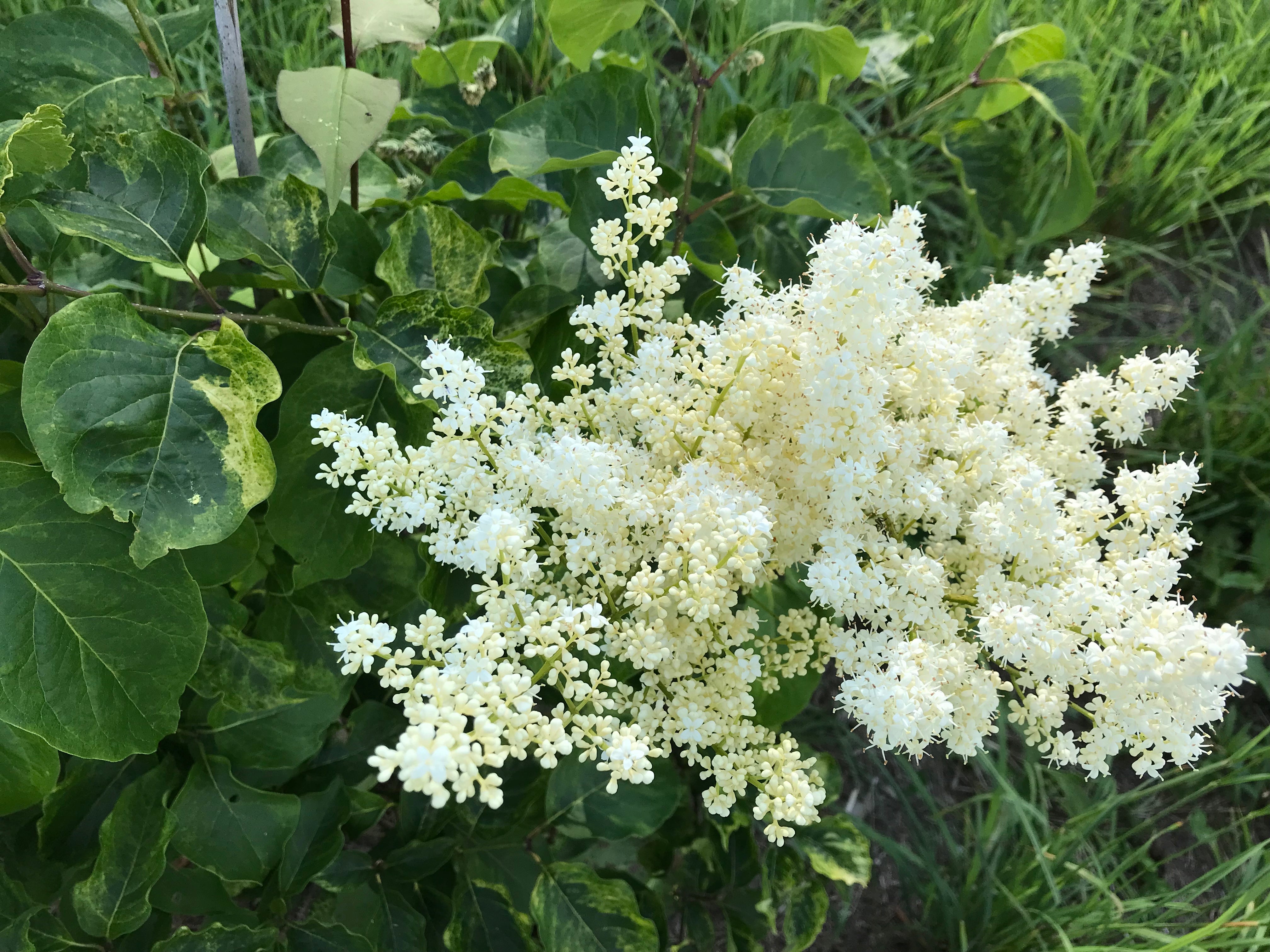 Syringa reticulata, 'Golden Eclipse' Japanese Tree Lilac – Cricket Hill ...