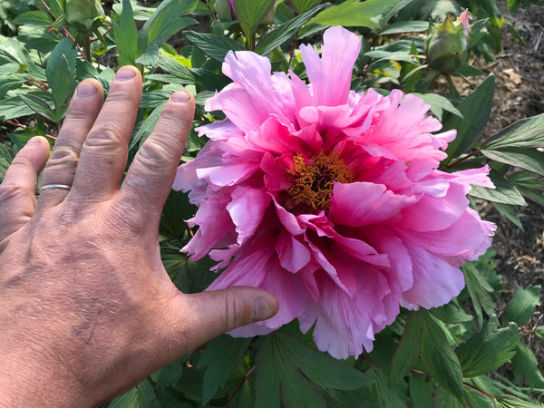 Paeonia suffruticosa, 'Palace of Fragrant Flowers' Japanese Tree Peony